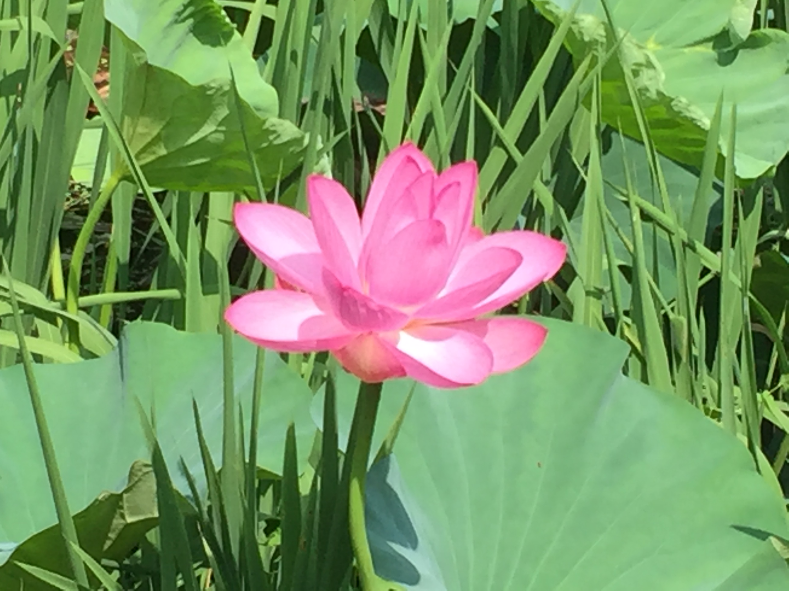 군산 호수 구불길