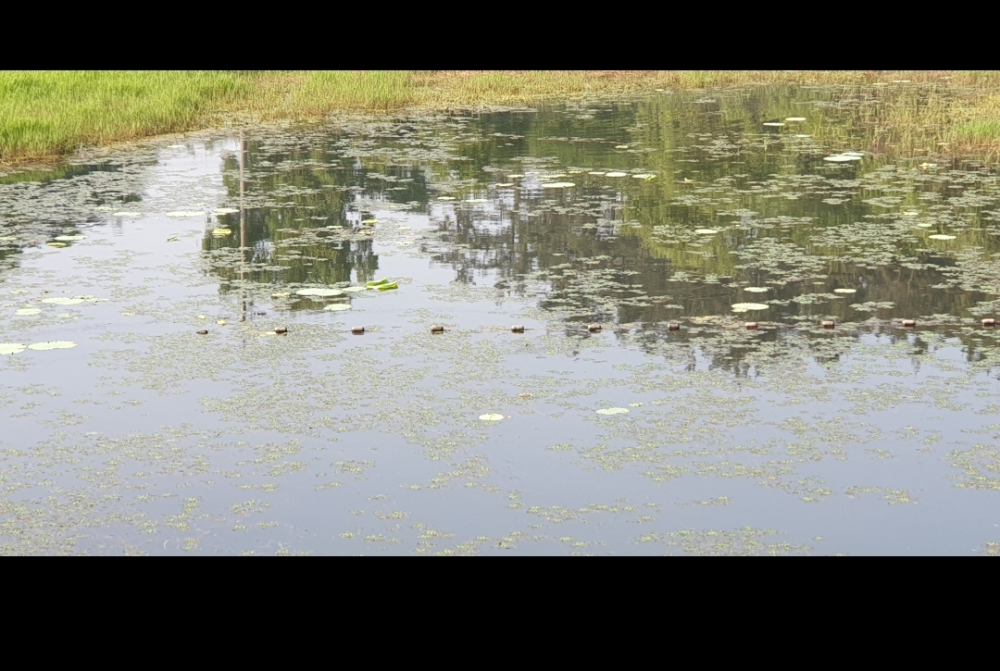 Screenshot_20200609-154542_Gallery