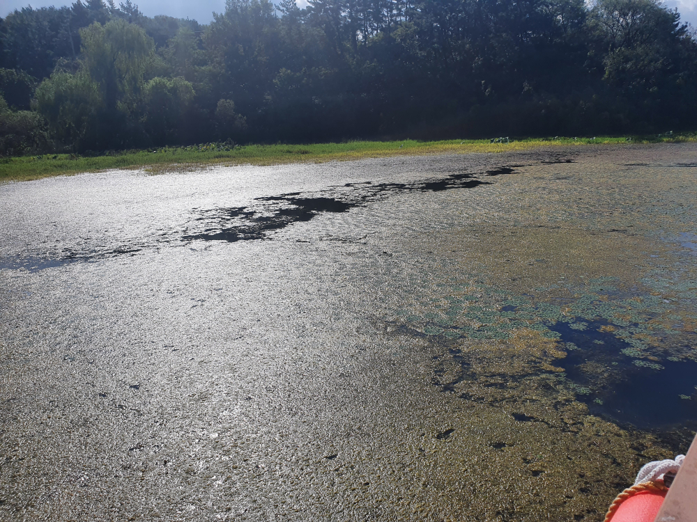 썩어 방치된 물풀