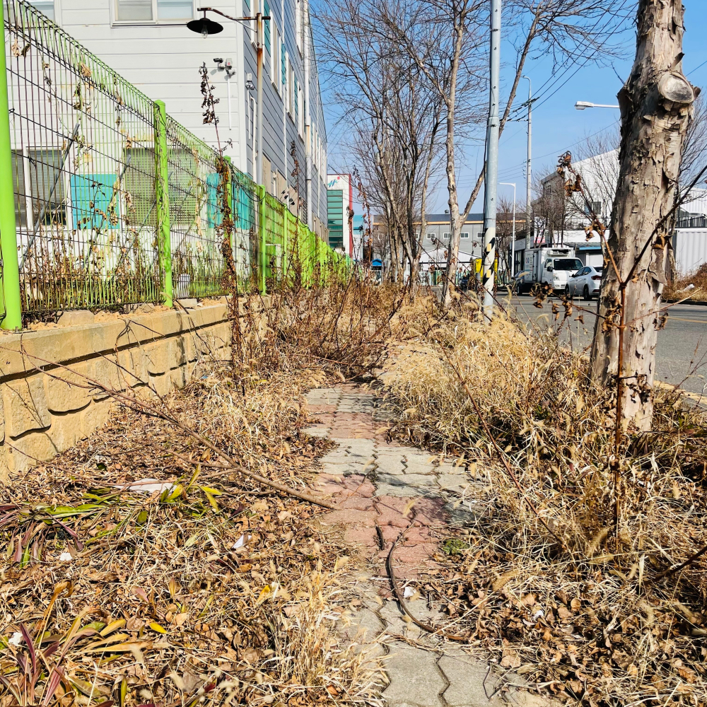 성인허리높이까지 자란 풀들이 너무 많아요