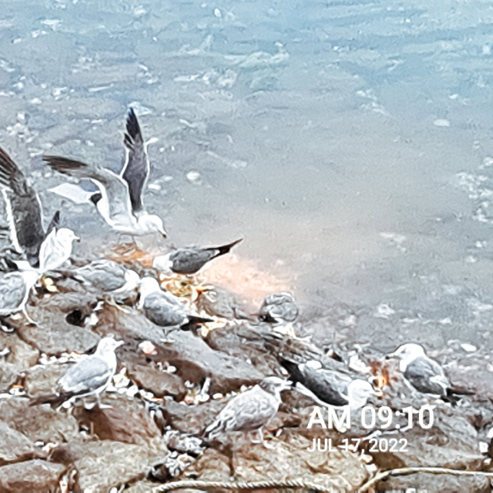 MACARONCAM_20220717_091029