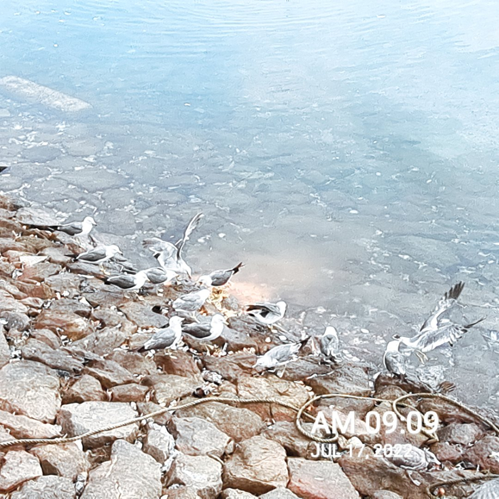 MACARONCAM_20220717_090945