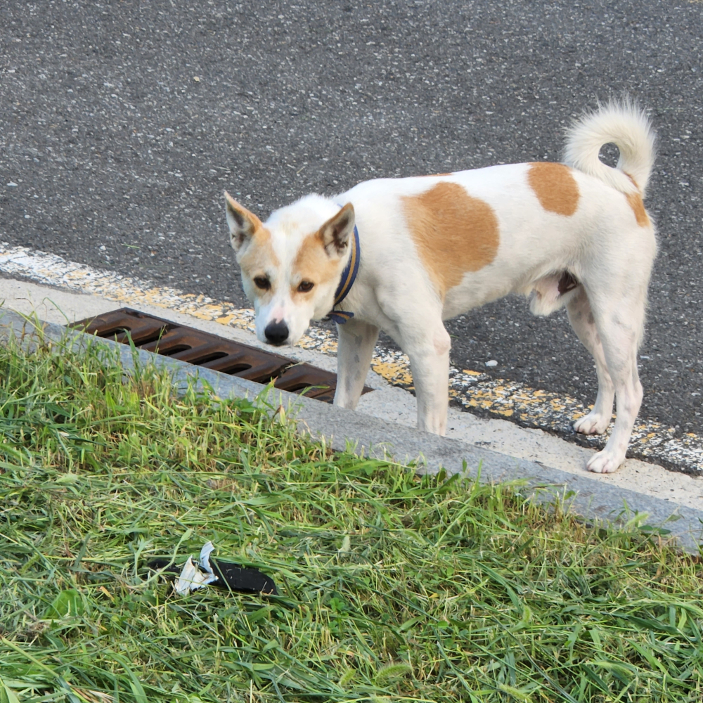 목줄이 풀려져 나와서 노는 중