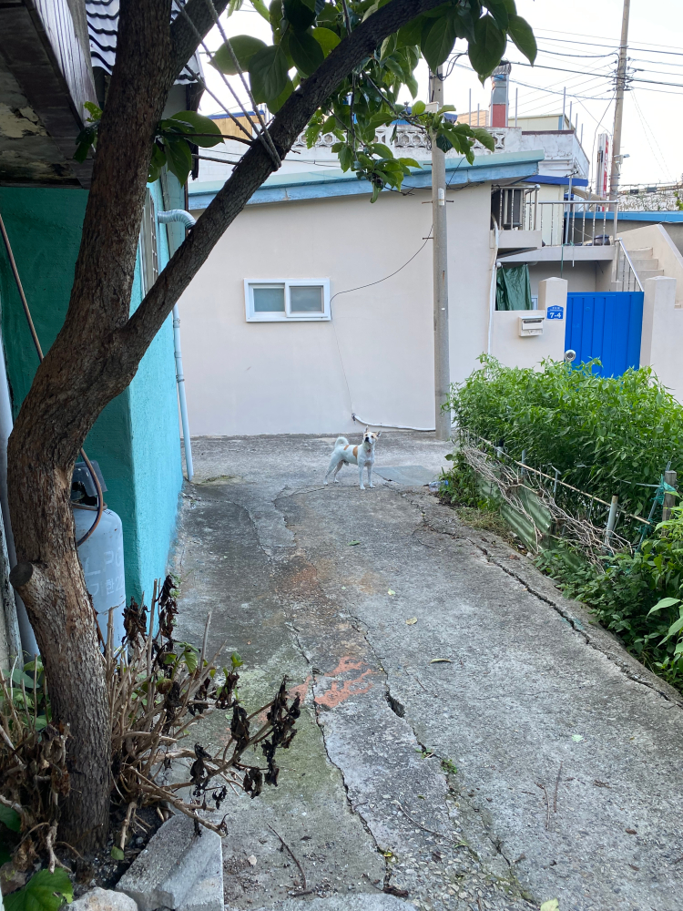 마을을 배회하고 다니는중